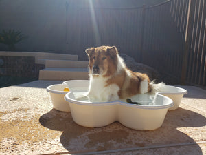 3 Bone Pools and 1 Paw Pool Package